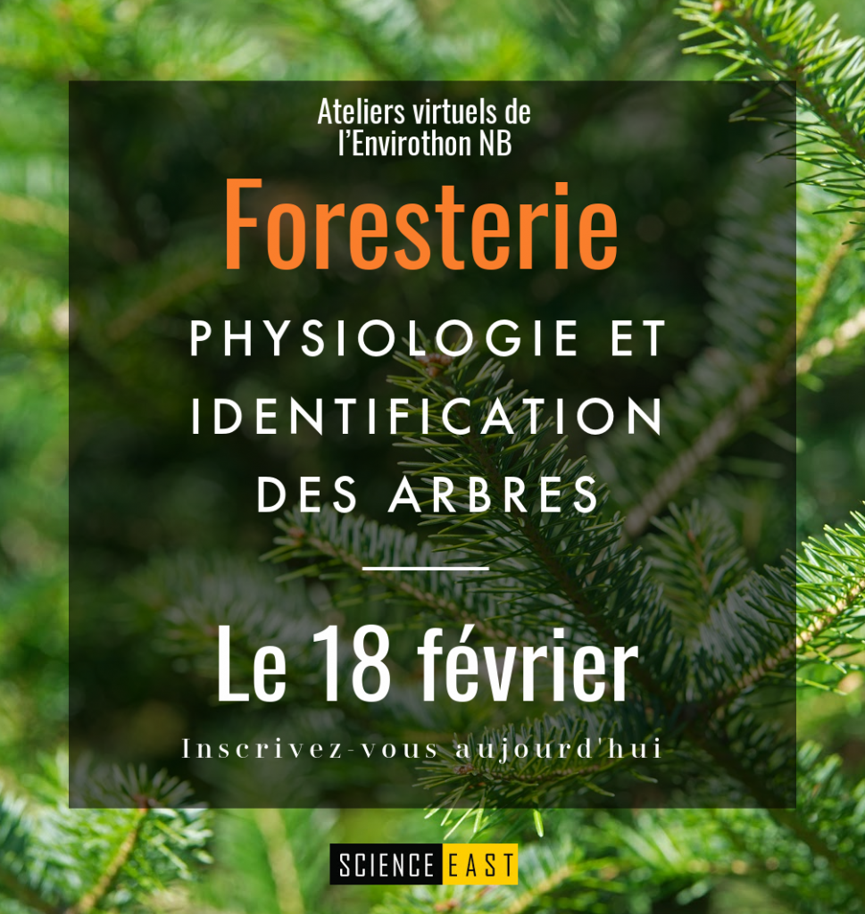 Workshop 2021 - Tree ID Fr (1)